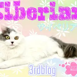 【 サイベリアン 】3rd紹介 城山店のアイドル猫 サイベちゃん