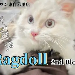【 ラグドール 】2nd Blog まるでカプチーノなクリームポイントカラー