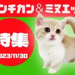 【 マンチカン＆ミヌエット特集 】11/30現在全店舗の短足で有名なマンチカン＆ミヌエット！