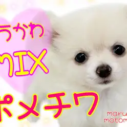 【 MIX 】可愛い×可愛い＝ぐうカワなポメチワMIX！