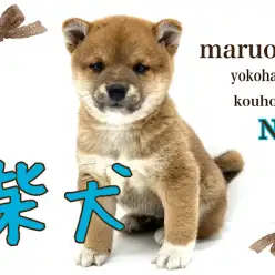 【 柴犬 】ドスコイ柴くん、将来はお相撲さんになれちゃうかな