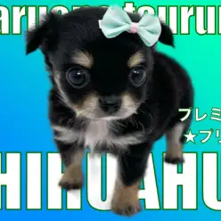 【 チワワ 】マルワンプレミアム認定のブラックタンのプリンス!