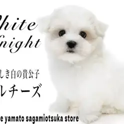 【 マルチーズ 】愛くるしい愛玩犬！ホワイトカラーの白の貴公子はアナタの癒し担当