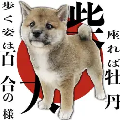 【 柴犬 】花の様に逞しく凛々しい、日本屈指の和の心を持つ犬は私で間違いなし！