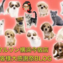 【 子犬・子猫紹介 】マルワン横浜今宿店お客様大感謝祭スタートのお知らせ！