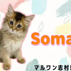 【 ソマリ 】気品あふれるプリンセス！コミュニケーション能力抜群にゃんこ♪