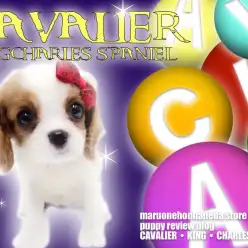 【 キャバリア 】今キャバリアが熱い！明るくフレンドリーみんなの愛され者に注目！