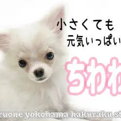【 チワワ 】小さめチワワちゃん、将来は芸達者？！生後4ヶ月のパワフルわんこ