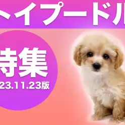 【 トイ・プードル特集 】11/23現在在店中のトイプードルちゃんをご紹介！