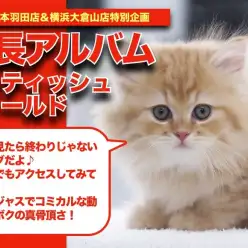 【スコティッシュフォールド】立ち耳のプリンスのゲキカワ成長アルバム