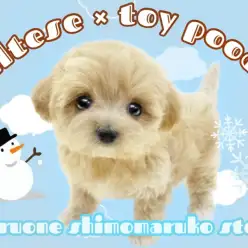 【 MIX 】家族のアイドルになること間違いなし！圧倒的可愛さのマルプーくん！