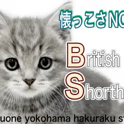 【 ブリティッシュショートヘア 】外見も性格もパーフェクトな超甘えん坊ニャンコ!