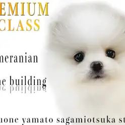 【 ポメラニアン 】マルワンプレミアム認定！人気、可愛さ圧倒的なシロクマ系！