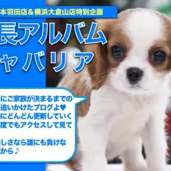 【 キャバリア 】生まれながらに持つ天性の美貌！キャバちゃんの成長日記