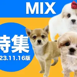 【 MIX特集 】11/16現在各店舗からピックアップしてご紹介！オンリーワンコたち！