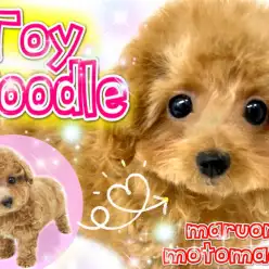 【 トイプードル 】可愛さ急加速！プーちゃん生後3ヶ月になりました！