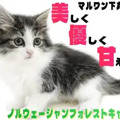 【 ノルウェージャン 】綺麗な薔薇には棘が無い！？美しく優しい究極の美猫がここに