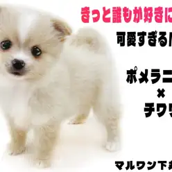 【 MIX 】ポメラニアンっぽさとチワワっぽさが絶妙！可愛すぎるポメチワとは？