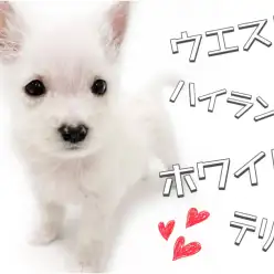 【 ウエストハイランドホワイトテリア 】賢く勇敢！その名も希少犬種ウエスティー