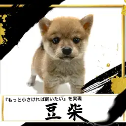 【 豆柴 】両親が共に30センチ定規より短い体高の持ち主！豆柴ちゃん