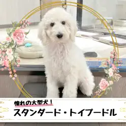 【 スタンダード・プードル 】圧倒的な安心感！憧れの毛の抜けづらい大型犬！