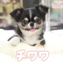 【 チワワ 】ブラック＆タンの人気色！人懐っこくて甘えん坊さんな女の子！