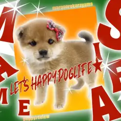 【 豆柴 】KC認定！！鮮やかな赤毛と純粋無垢な瞳の豆柴の女の子！！