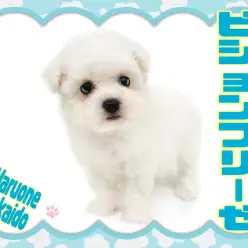 【 ビションフリーゼ 】話題の白もふ！子羊感が激かわ！