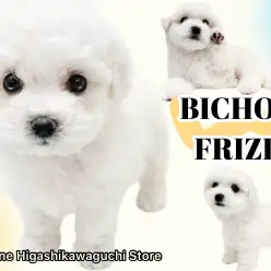 【 ビションフリーゼ 】可愛さプレミアム級！存在感抜群な白い被毛の激カワわんこ！