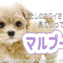 【 MIX 】濃いめアプリコットカラーの大人気MIX！元気いっぱいな姿にご注目