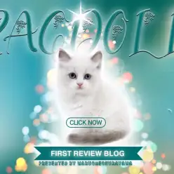 【 ラグドール 】透き通るブルーの瞳とブルーのハチワレジェントルマン！