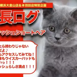 【 ブリちゃんの成長アルバム 】全てが丸いブリテッシュらしさ満点！ブリちゃんの成長記！