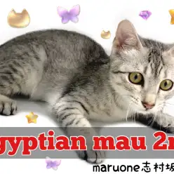 【 エジプシャンマウ 】予想を上回る甘えん坊！触れ合いが大好きなお兄さんに成長！