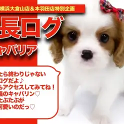 【 キャバリンの成長アルバム 】むちころ！！平和主義のキャバリンの成長記！