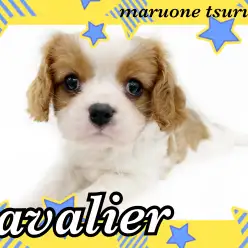 【 キャバリア 】圧倒的人気のブレンハイム！穏やかな性格の男の子！