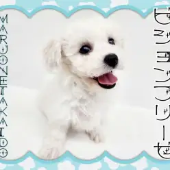 【 ビションフリーゼ 】いつもニコニコ上機嫌！歴史的アイドルワンコ！