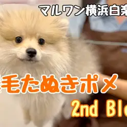 【 ポメラニアン 】その可愛さは止まらない！爆毛たぬきポメちゃんの成長記録