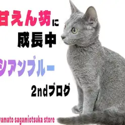 【 ロシアンブルー 】超甘えん坊！スタイリッシュな容姿で性格はコメディアン！