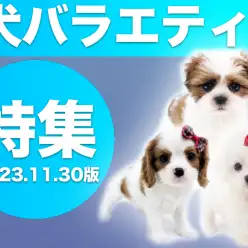 【 犬バラエティ特集 】11/30現在在店中の全店舗のバラエティDOGをご紹介！