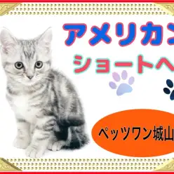 【 アメリカンショートヘア 】アメリカ代表キャットがやってきた！