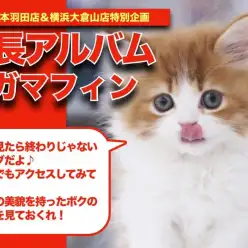 【ラガマフィン】モデルキャットゲキカワ成長アルバム