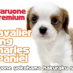 【 キャバリア 】プレミアム認定！騎士の名にふさわしい性格の美男子降臨