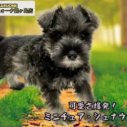 【 ミニチュア・シュナウザー 】可愛さ爆発！みんなのアイドルガール