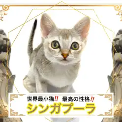 【 シンガプーラ 】世界最小猫種&超甘えん坊な性格！シンガプーラちゃん