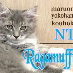 【 ラガマフィン 】ブルータビーが美しすぎる3ヶ月のマフィン様