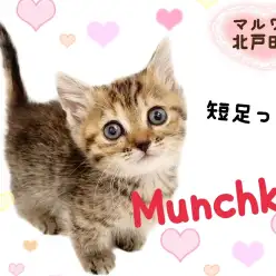 【 マンチカン 】守ってあげたい！小さくて甘えん坊な短足ガール登場！