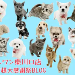 【 お知らせ 】マルワン東川口店お客様大感謝祭スタート！子犬子猫紹介！