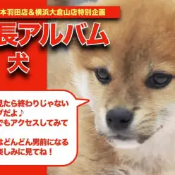 【 柴犬 】弟感満載のおっとりBOY！垂れ耳柴ちゃんの成長アルバム