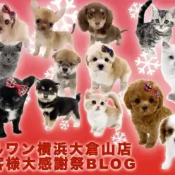 【 わんわんにゃんにゃんの日 】大倉山店のわんわんにゃんにゃん全頭紹介！！