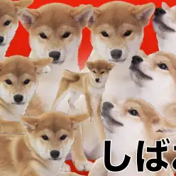 【 柴犬 】糸目・ヒコーキ耳のオンパレード！！人が大好きな柴犬のしばおくん！